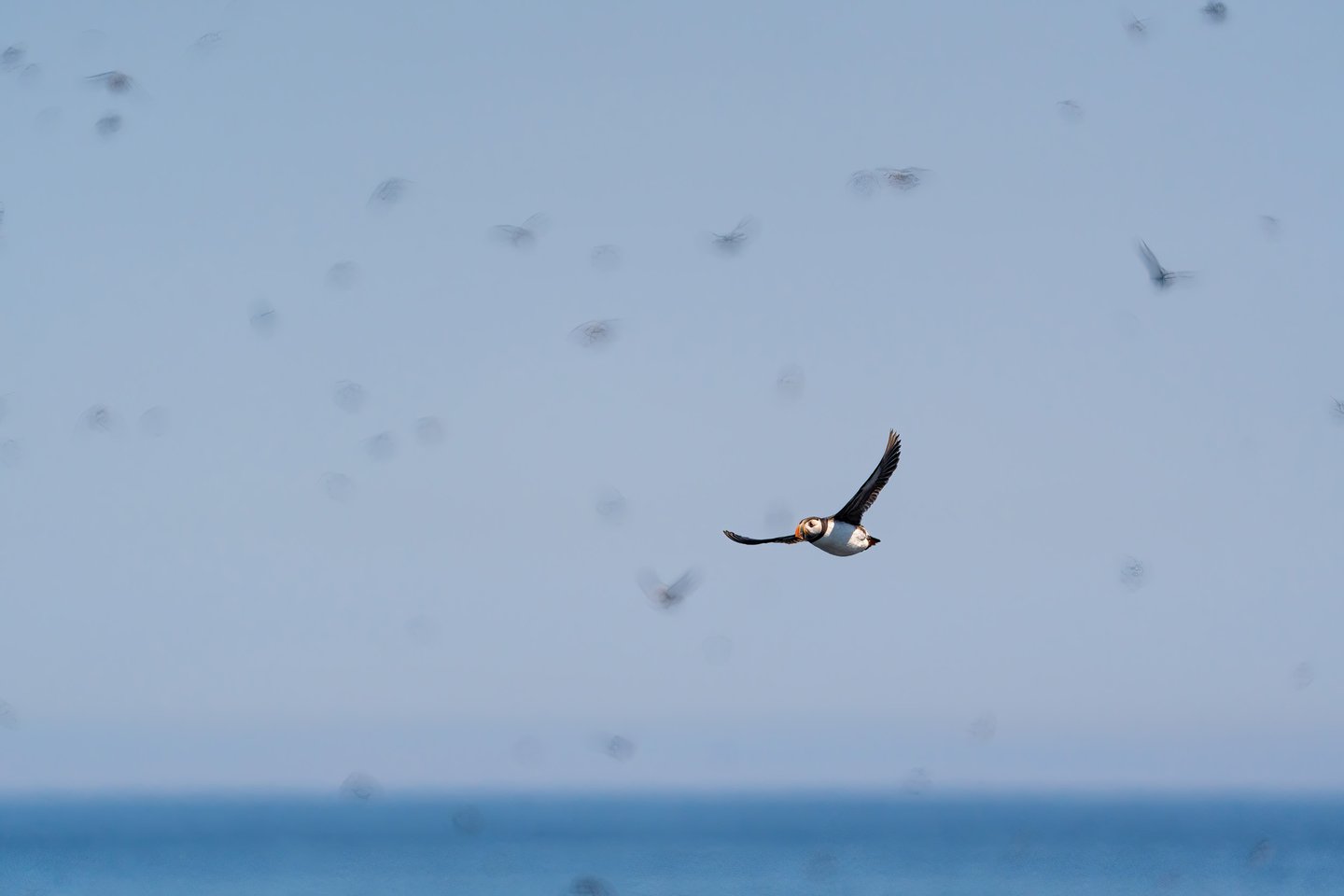 Newfoundland - Image 4