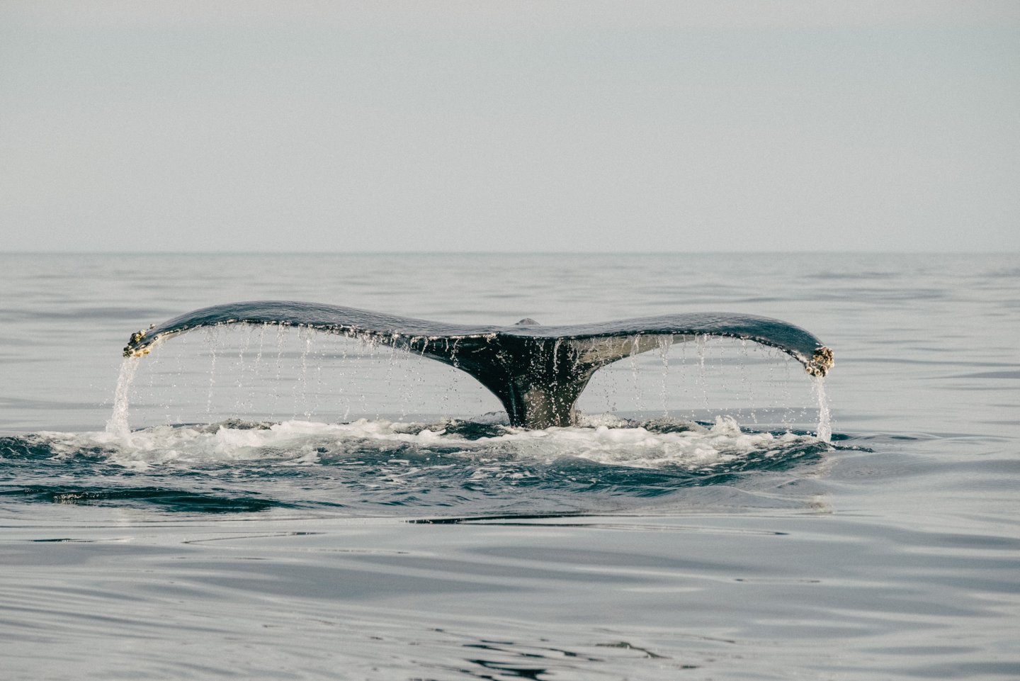 Newfoundland - Image 6